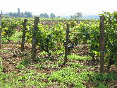 une vigne de Vignol